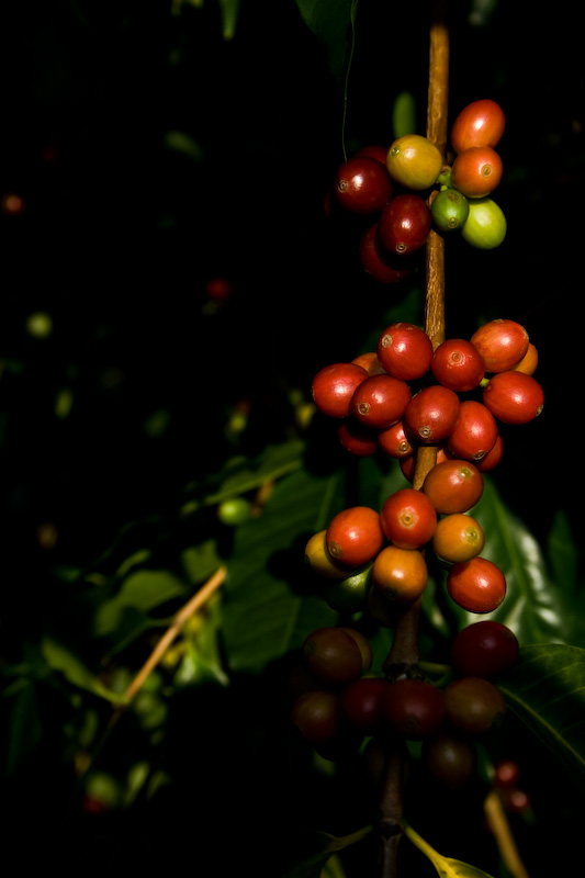 5 Pounds Peaberry - Whole Bean, Medium roast